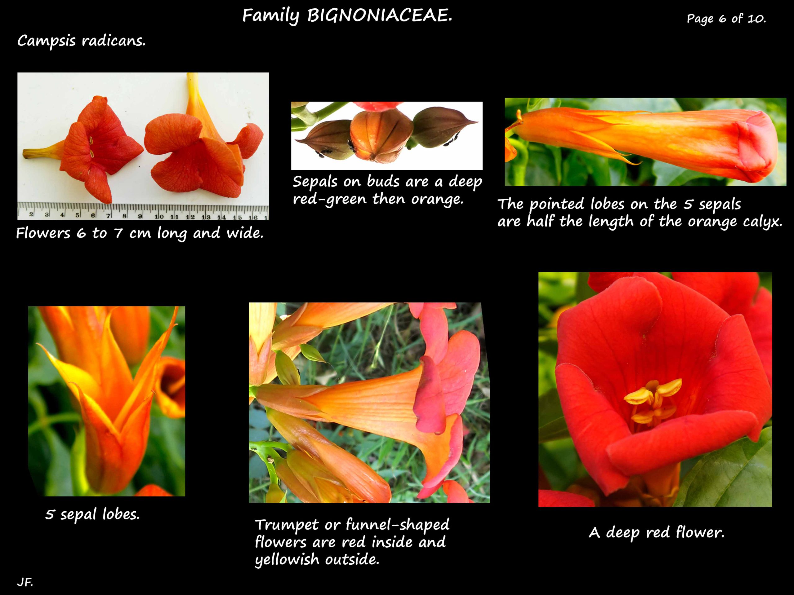 6 Campsis radicans flowers